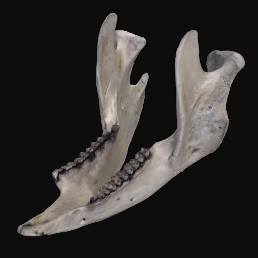 Koala 2 mandible