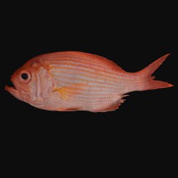 Thumbnail of 'Redfish'