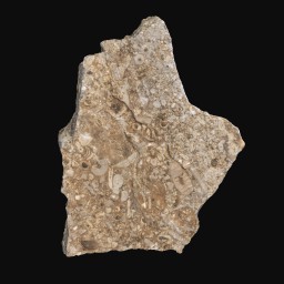 Thumbnail of 'D107 Crinoidal Limestone'