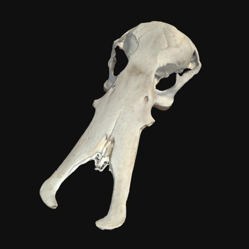 Thumbnail of 'Platypus cranium'