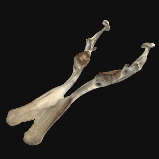 Thumbnail of 'Platypus mandible'