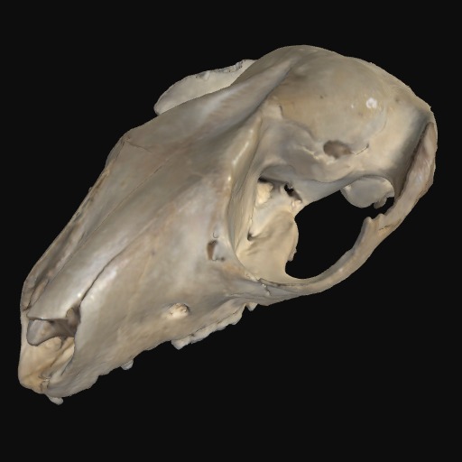 Thumbnail of 'Ringtail Possum cranium'