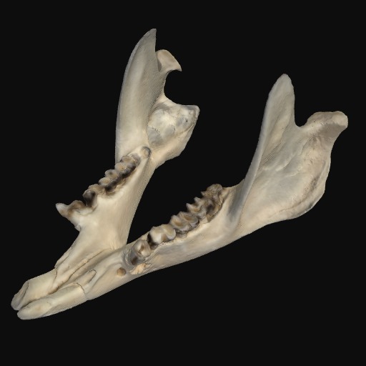 Thumbnail of 'Brushtail Possum mandible'