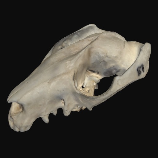 Thumbnail of 'Brushtail Possum cranium'