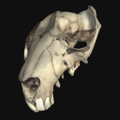 Thumbnail of 'Common Brushtail cranium'