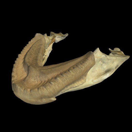 Thumbnail of 'Turtle Jaw'