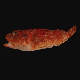 Thumbnail of 'Eastern Red Scorpionfish'