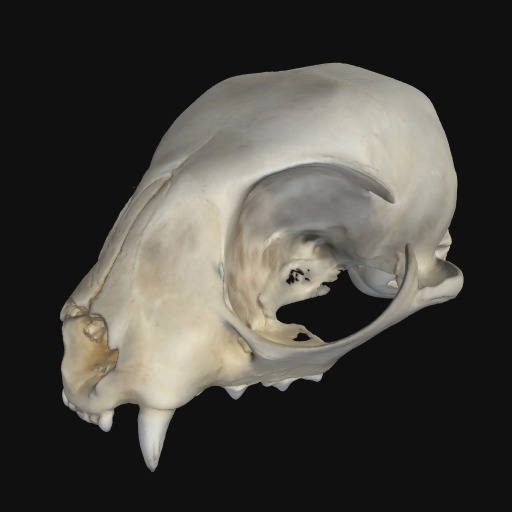 Thumbnail of 'House cat cranium'
