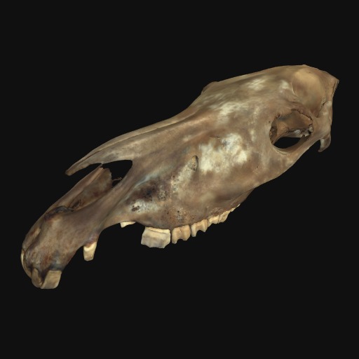 Thumbnail of 'Horse cranium'