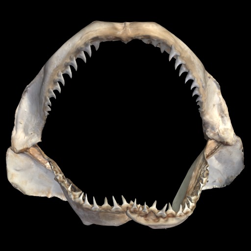 Thumbnail of 'Shark Jaw'