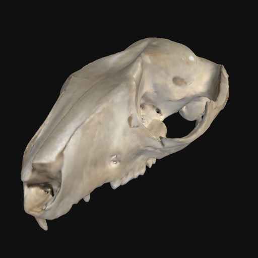 Thumbnail of 'Common Ringtail Possum cranium'