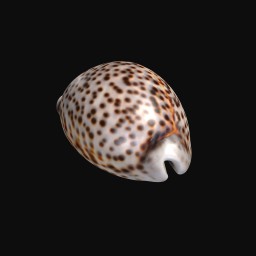 Thumbnail of 'Cowrie'