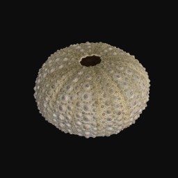 Thumbnail of 'Sea Urchin 4'